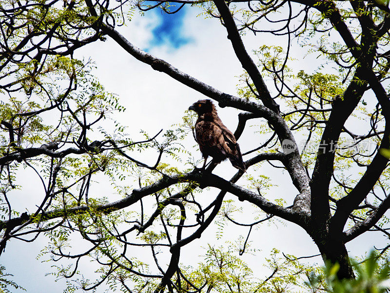 褐蛇鹰(Circaetus cinereus)